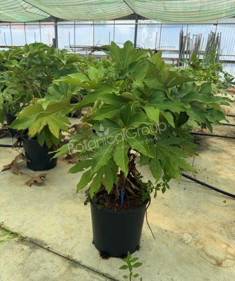 Fatsia japonica - Zimmeraralie