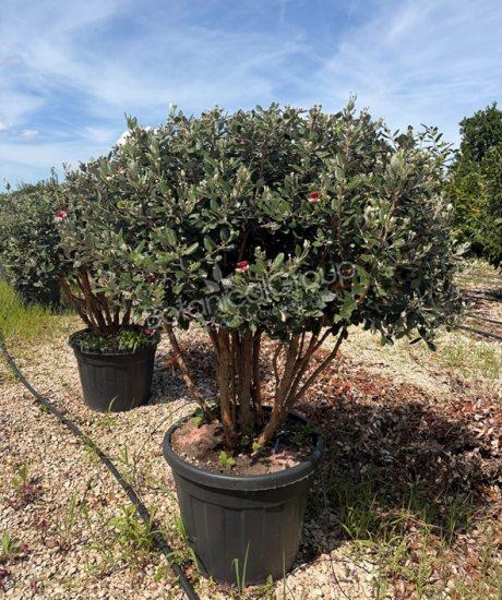Feijoa sellowiana - Ananas-Guave