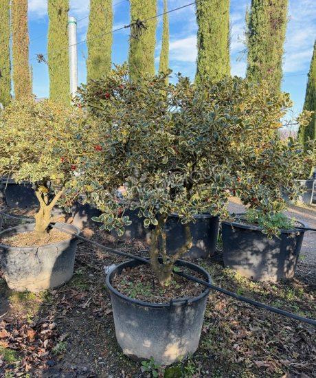 Ilex aquifolium 'Aureomarginata' - Stechpalme
