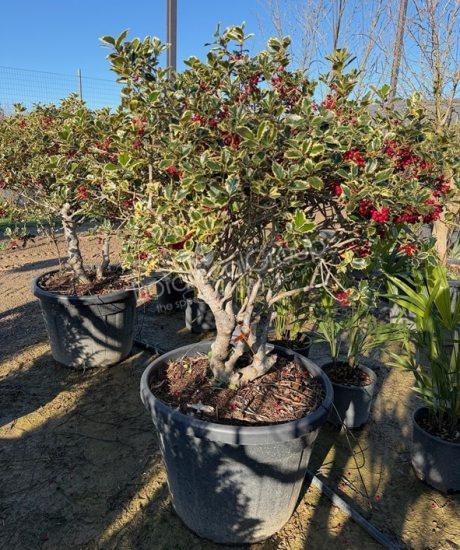 Ilex aquifolium 'Variegatum' - Stechpalme
