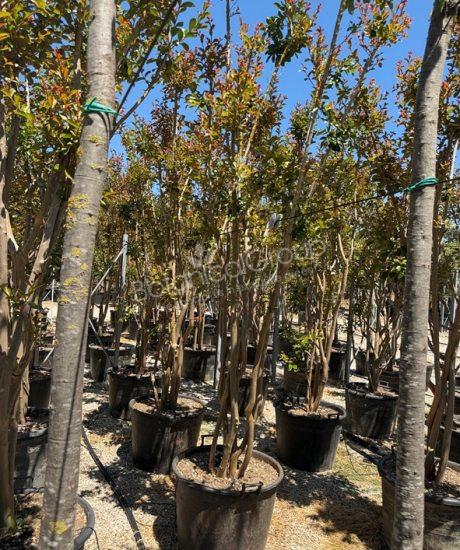Lagerstroemia indica - Kreppmyrte