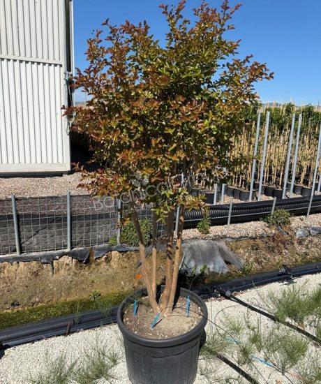 Lagerstroemia indica - Kreppmyrte