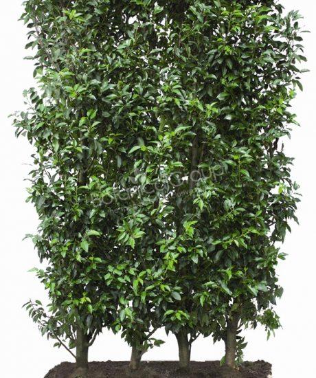Prunus lusitanica 'Angustifolia' - Portugiesischer Kirschlorbeer