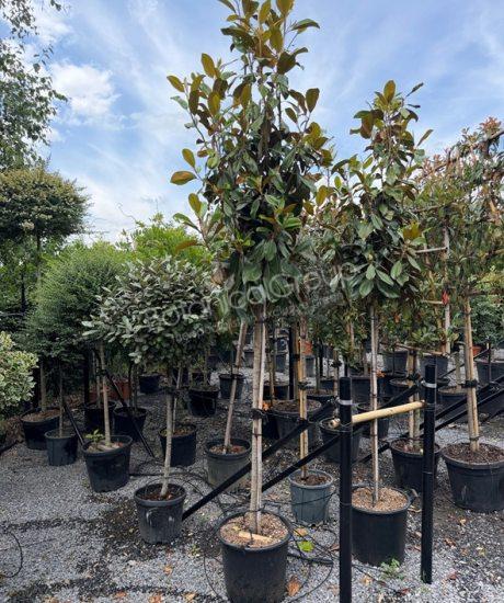 Magnolia grandiflora 'Goliath' - Immergrüne Magnolie