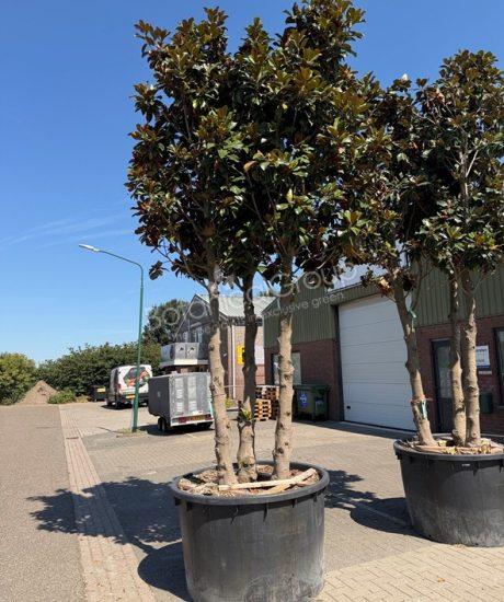 Magnolia grandiflora 'Goliath' - Immergrüne Magnolie