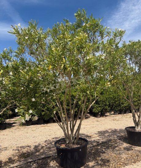 Nerium oleander - Oleander