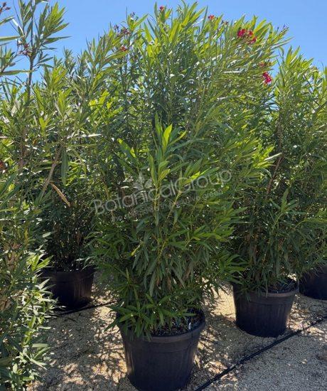Nerium oleander - Oleander