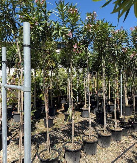 Nerium oleander - Oleander