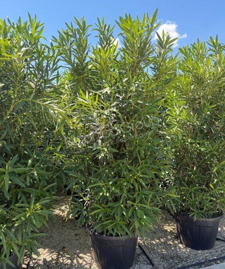Nerium oleander - Oleander