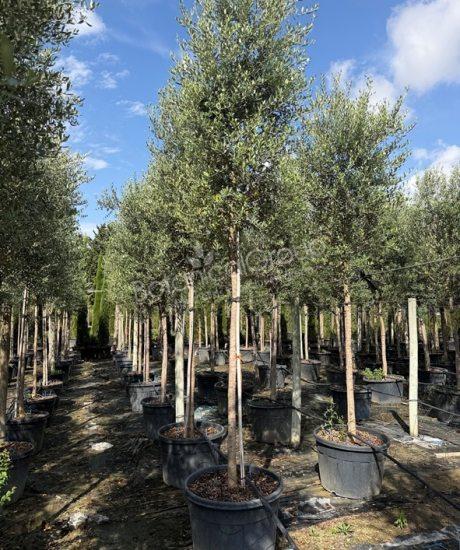 Olivenbaum Forma Toscana - Olea europaea