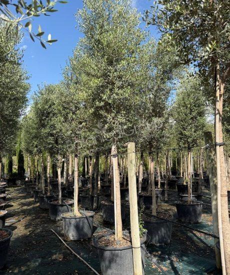 Olivenbaum Forma Toscana - Olea europaea
