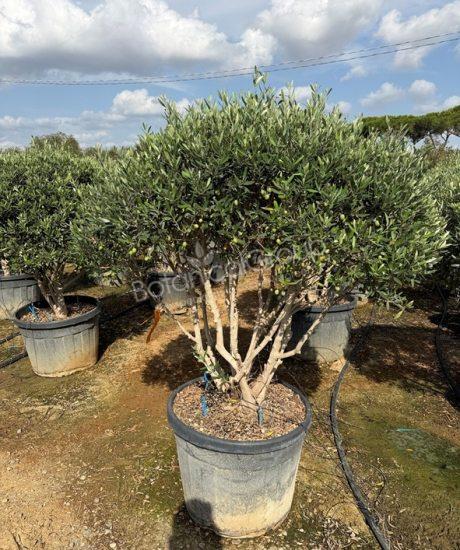 Olivenbaum Forma Toscana - Olea europaea