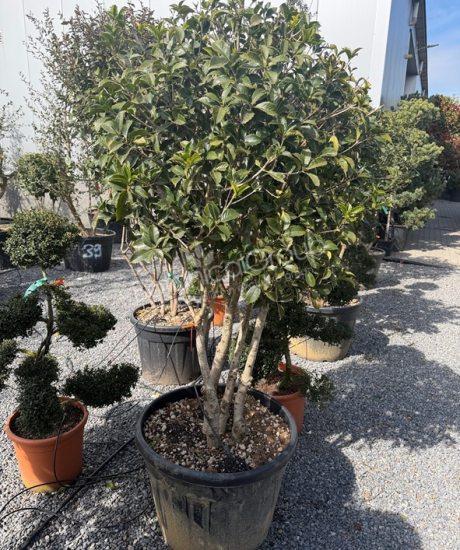 Osmanthus aquifolium - Stachelblättrige Duftblüte