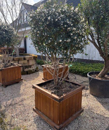 Osmanthus burkwoodii - Stachelblättrige Duftblüte