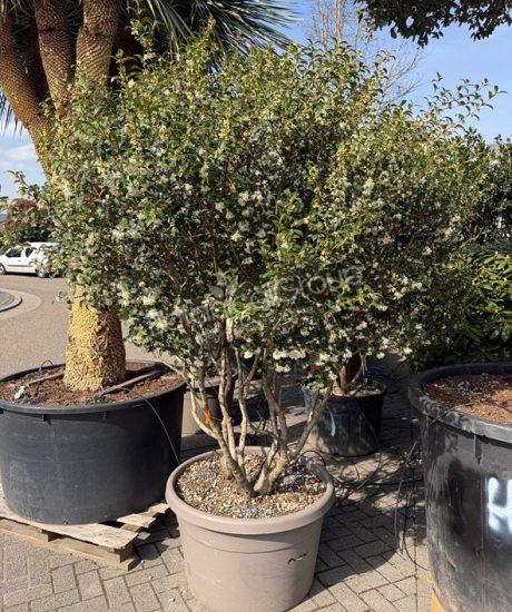 Osmanthus burkwoodii - Stachelblättrige Duftblüte