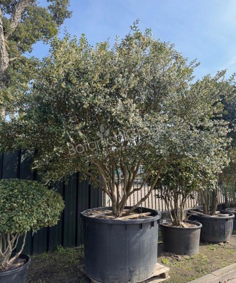 Osmanthus burkwoodii - Stachelblättrige Duftblüte