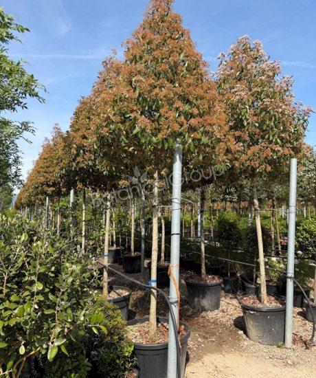 Photinia fraseri 'Red Robin' - Glanzmispel Pyramidenförmige Krone