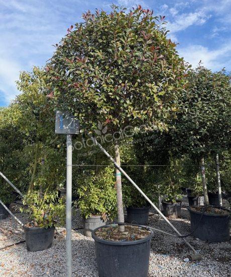 Photinia fraseri 'Red Robin' - Glanzmispel