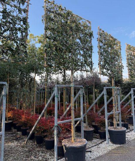 Photinia fraseri 'Red Robin' - Glanzmispel