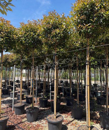 Photinia fraseri 'Red Robin' - Glanzmispel  Kugelkrone