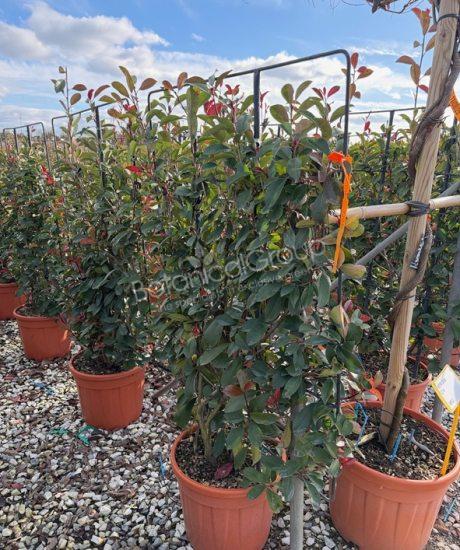 Photinia fraseri 'Red Robin' - Glanzmispel