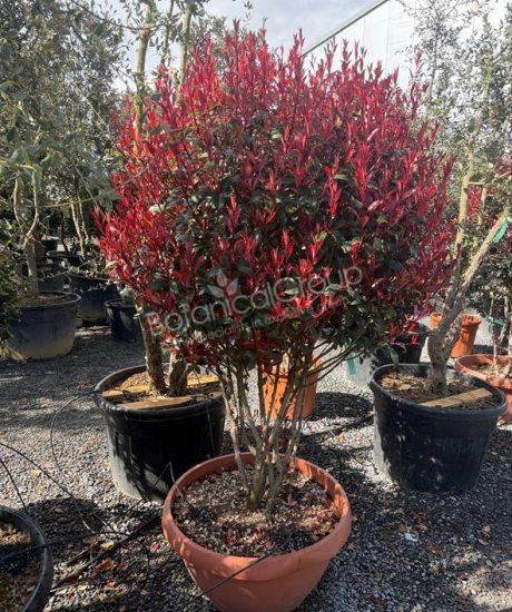 Photinia fraseri 'Robusta Compacta' - Glanzmispel