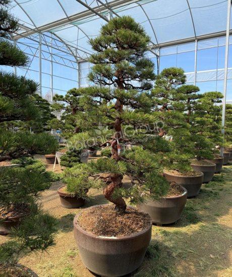 Pinus densiflora