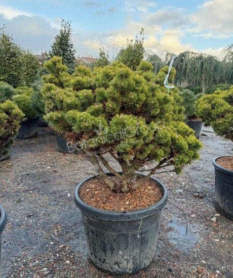 Pinus mugo 'Peterlee' - Kugel Schwarzkiefer