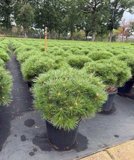 Pinus brepo - Kugel Schwarzkiefer
