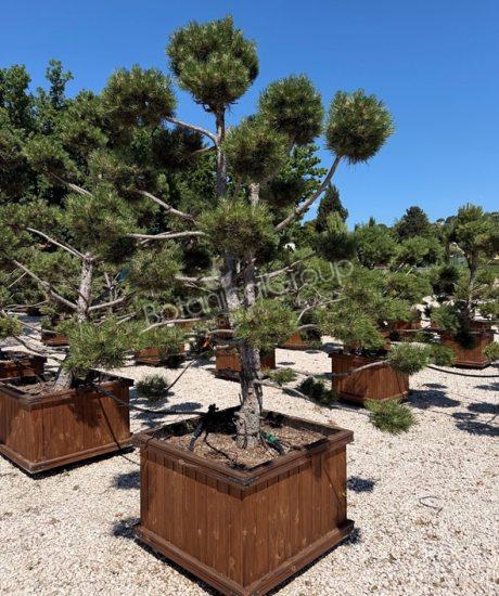 Pinus nigra