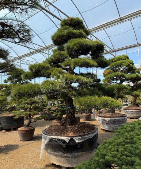 Pinus parviflora