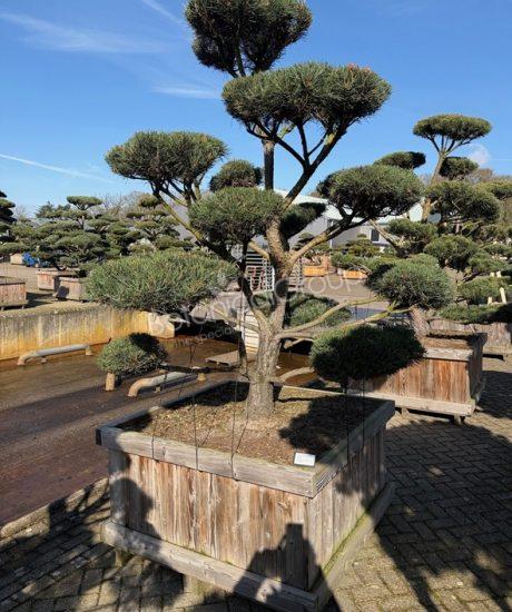 Pinus sylvestris 'Norsky'
