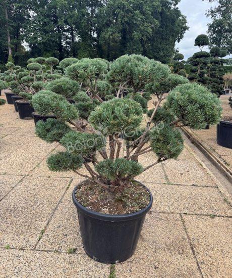 Pinus sylvestris 'Watereri'