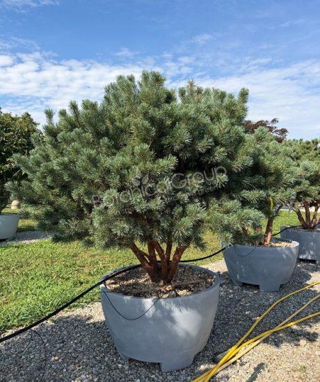 Pinus sylvestris 'Watereri' - Wald Kiefer
