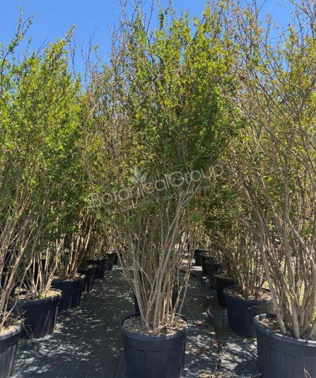 Granatapfelbaum - Punica granatum