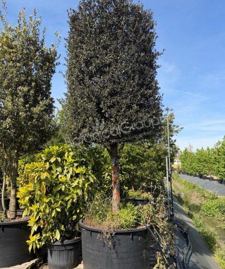 Quercus ilex Zylinderkrone - Steineiche