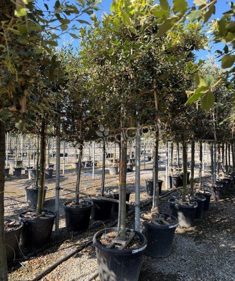 Quercus ilex - Steineiche