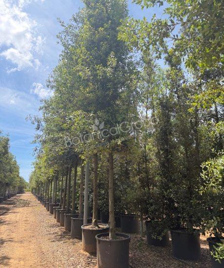 Quercus ilex - Steineiche Zylinderkrone
