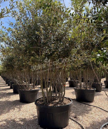 Quercus ilex - Steineiche