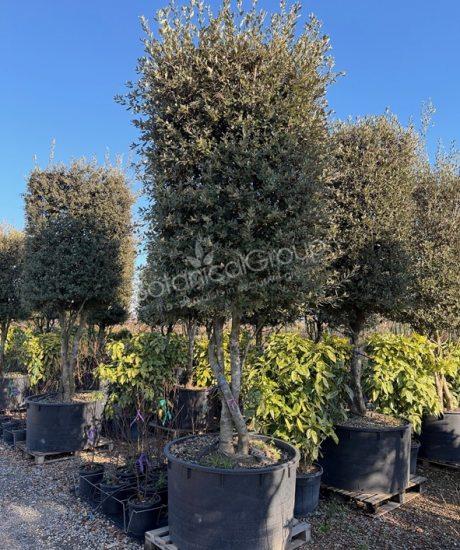 Quercus ilex - Steineiche