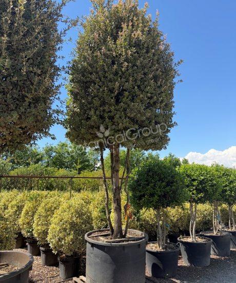 Quercus ilex - Steineiche