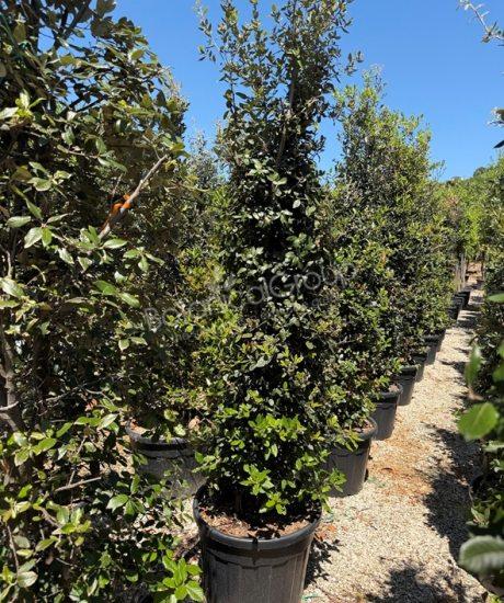 Quercus ilex - Steineiche