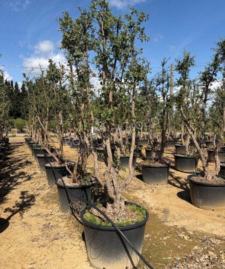 Quercus suber - Korkeiche