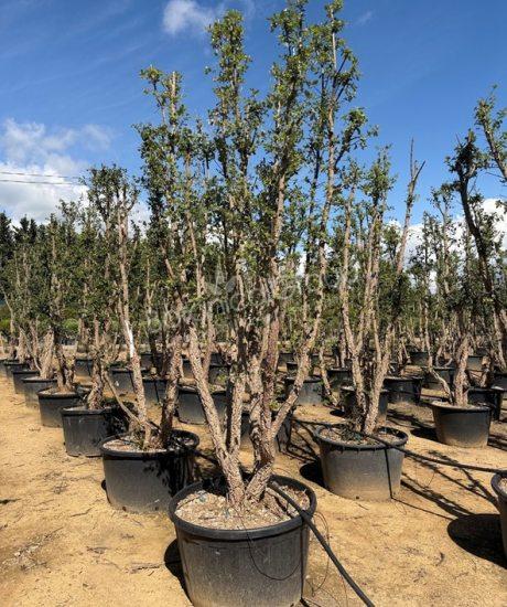 Quercus suber - Korkeiche