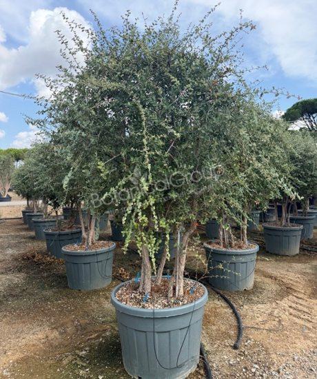 Quercus suber - Korkeiche