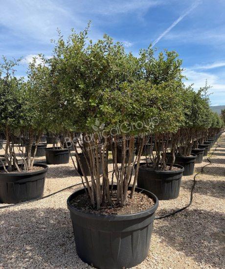 Quercus suber - Korkeiche