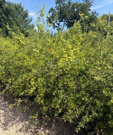 Quercus suber - Korkeiche