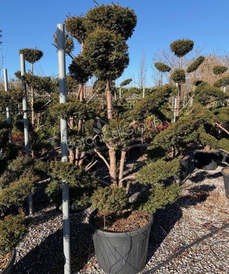 Taxus baccata