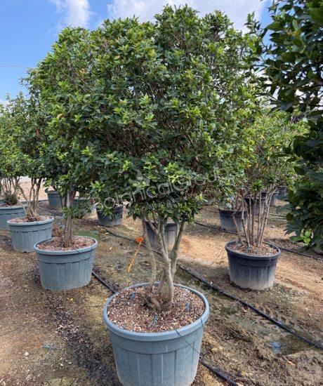 Viburnum tinus - Mittelmeer Schneeball