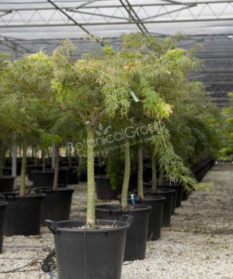 Acer palmatum dissectum "Viride"